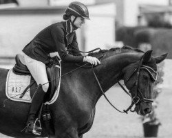 dressage horse D'Aguesseau (Hanoverian, 2007, from Don Marcello)