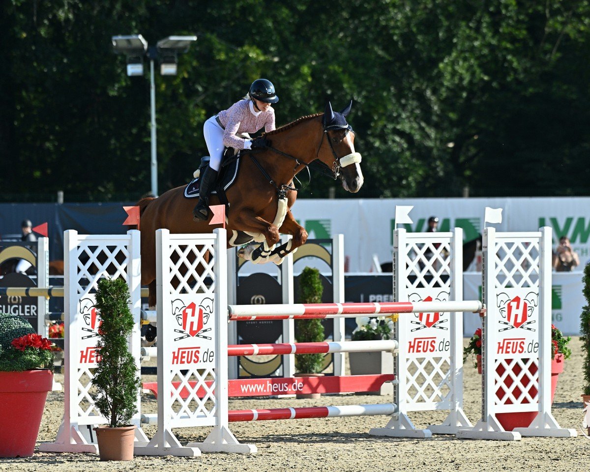jumper Nightfever 16 (KWPN (Royal Dutch Sporthorse), 2018, from VDL Harley)