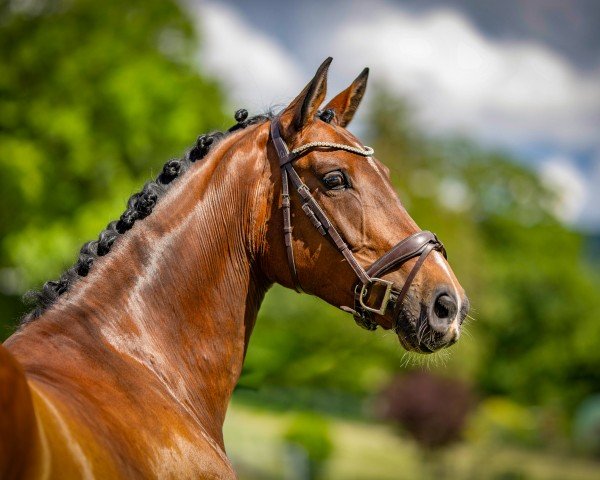 horse Vadeli (Oldenburg show jumper, 2017, from Voltaire)