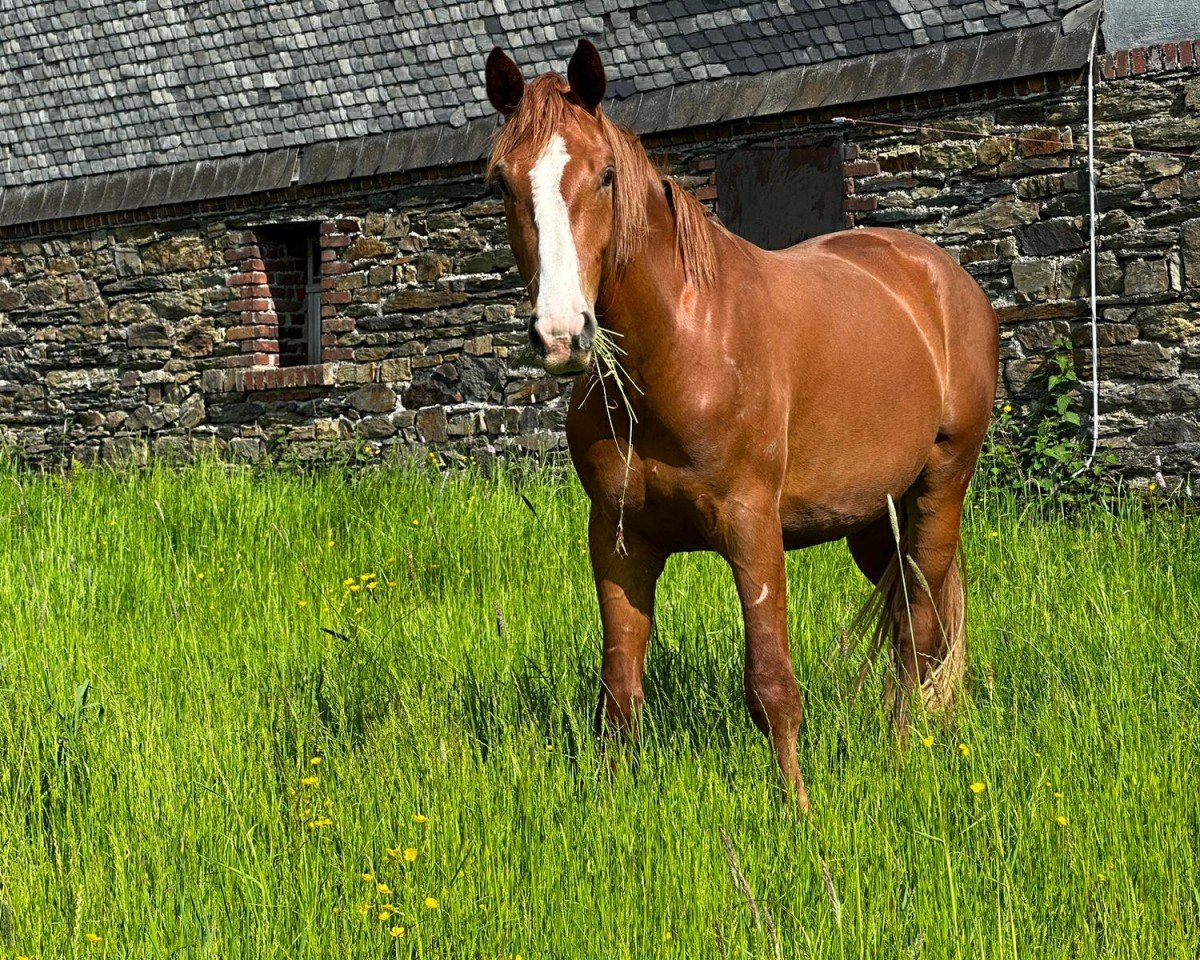 dressage horse Scalar (Hanoverian, 2021, from Scolari)