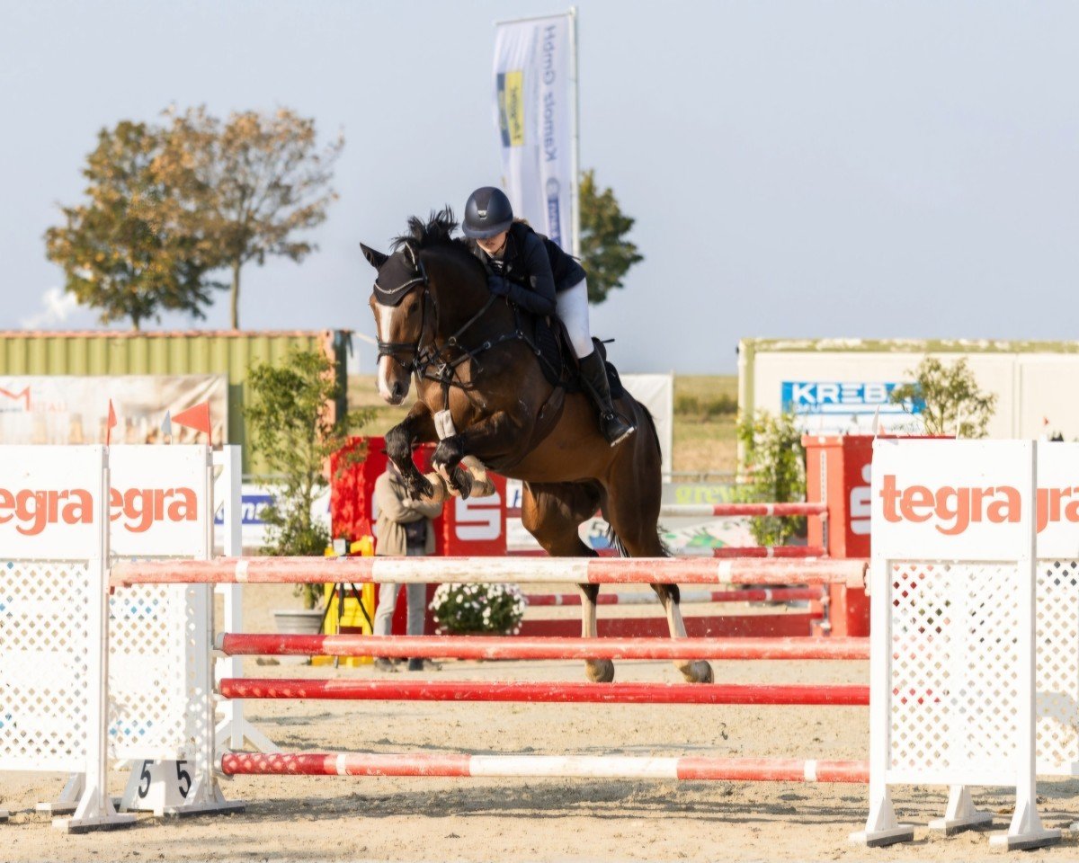 jumper Zine Zidane (Hanoverian, 2019, from Zinedine)