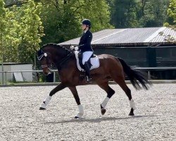 dressage horse Fabelhaft 32 (German Sport Horse, 2011, from Fürstenball)