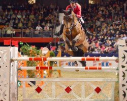 jumper Lugano 348 (Oldenburg show jumper, 2006, from Orlando van de Heffinck)