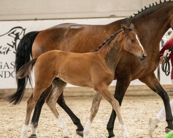 dressage horse Diamond D'Amour S (German Sport Horse, 2023, from Democracy)