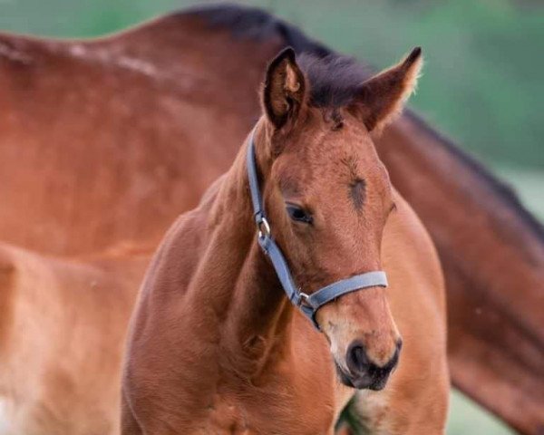 horse Junge Hengste (German Warmblood, 2021, from Quartier Latin)