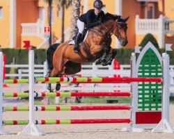 jumper Ferani Paulowna (KWPN (Royal Dutch Sporthorse), 2010, from Aerobic TN)