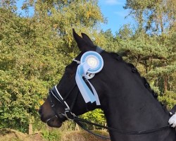 dressage horse Oranjehof's Bellanika (Oldenburg, 2019, from For Romance I)