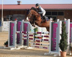 jumper Pippilotta 13 (Oldenburg show jumper, 2017, from Le Balou 3)