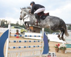 jumper Hedwig 12 (Oldenburg show jumper, 2016, from Hickstead White)