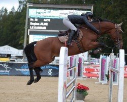 jumper Le Kannan (Austrian Warmblood, 2015, from Le Balou 3)