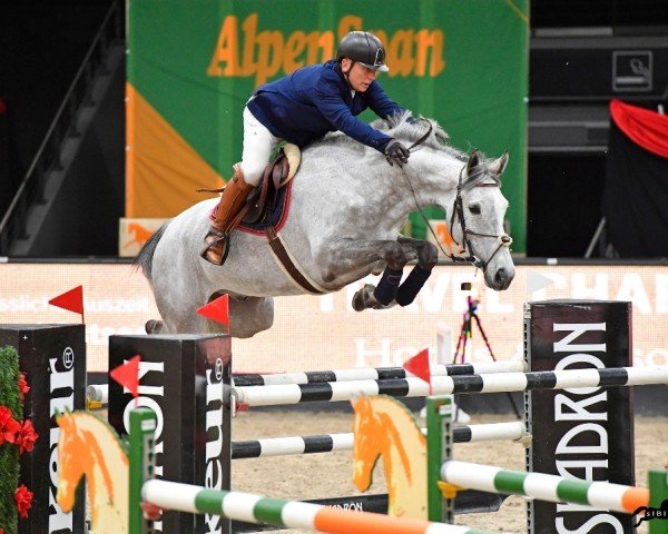 Springpferd Puma Hs (Schwedisches Warmblut, 2013, von Untouchable)