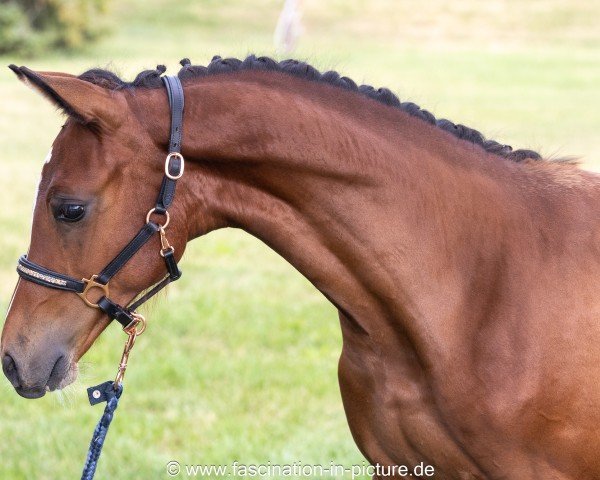 foal by Zasina Grande (Oldenburg show jumper, 2024, from Casino Grande)