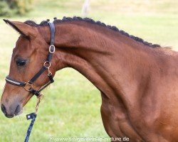 jumper Zasina Grande (Oldenburg show jumper, 2024, from Casino Grande)