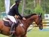 jumper Chaccossini 4 (German Sport Horse, 2019, from Chacgrano)