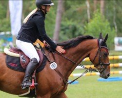 jumper Chaccossini 4 (German Sport Horse, 2019, from Chacgrano)