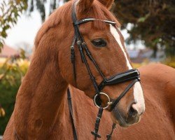 dressage horse King Pleasure TN (KWPN (Royal Dutch Sporthorse), 2015, from For Pleasure)