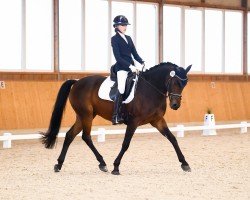 dressage horse Grenzhoehes Orfeo (German Riding Pony, 2016, from Grenzhoehes Olivier K WE)