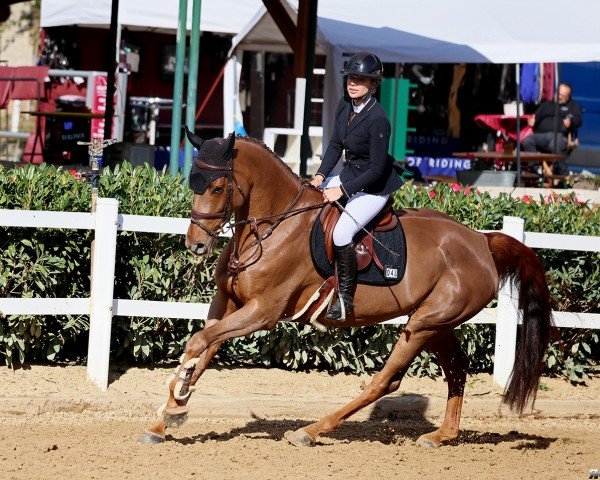 jumper Grazie Mille 111 Z (Zangersheide riding horse, 2019, from George Z)