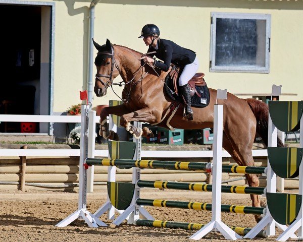 jumper Grazie Mille 111 Z (Zangersheide riding horse, 2019, from George Z)
