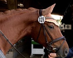 dressage horse Dancing Queen V (Hanoverian, 2019, from Dancier)