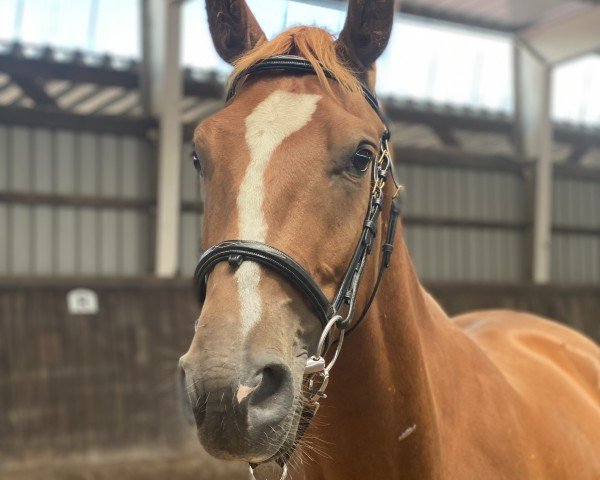 jumper Chico 1035 (German Sport Horse, 2021, from Carridam)