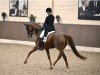 dressage horse Lili Marleen 27 (Hanoverian, 2014, from Livaldon)