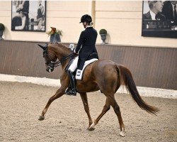 dressage horse Lili Marleen 27 (Hanoverian, 2014, from Livaldon)