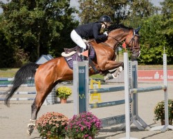 jumper Quentin 177 (Hanoverian, 2012, from FRH Quaid)