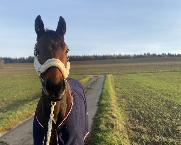 dressage horse Fine Time 40 (Westphalian, 2018, from Franziskus FRH)