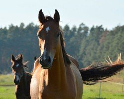 jumper Vanir (Trakehner, 2022, from TSF Kros)