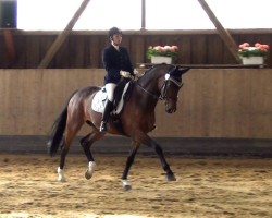 dressage horse Beautiful Mind 6 (Westphalian, 2008, from Bestseller)