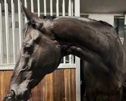 dressage horse Littlefoot 52 (Hanoverian, 2011, from Lord Laurie)