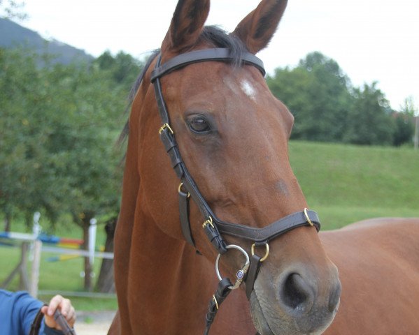 broodmare Lotte 431 (Hanoverian, 1998, from Landclassic)