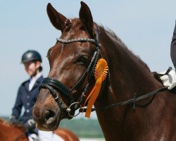 dressage horse Rock me Amadeus (Westphalian, 2007, from Rubin Royal OLD)