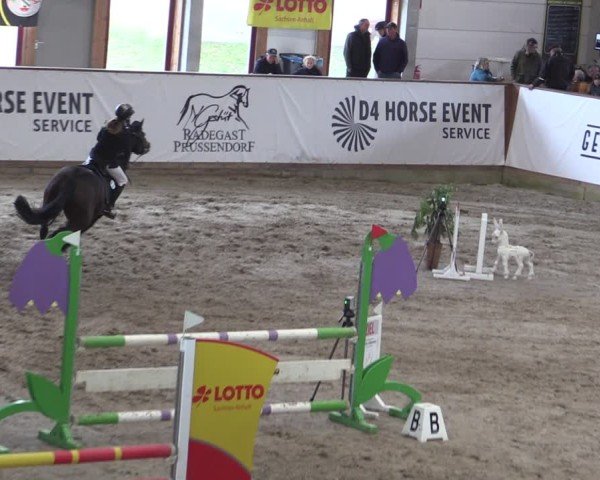 Reitturnier Prussendorf 2024