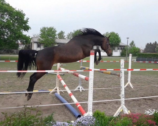 broodmare Artistin (German Sport Horse, 2009, from Asculep)