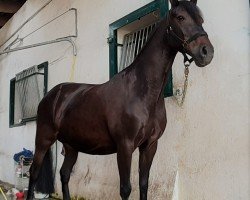 broodmare Holly go light (German Riding Pony, 2004, from Henry)