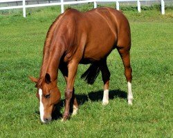 broodmare Feine Dame (Westphalian, 2004, from For Pleasure)