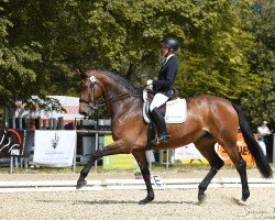 dressage horse Carioca 11 (Holsteiner, 2013, from Carrico)