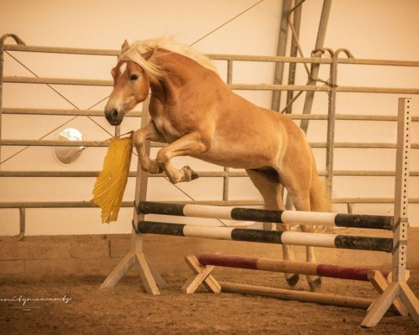 horse Noel (Haflinger, 2021, from Nottings Napoleon)