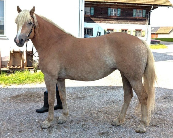 horse Lady (Haflinger, 2021, from Nottings Napoleon)