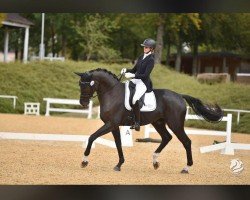 dressage horse Sympatico FH (Austrian Warmblood, 2019, from Secret)