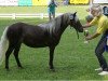 Zuchtstute Best-April von Clus (Deutsches Classic Pony, 2013, von KC Coyne Connection)