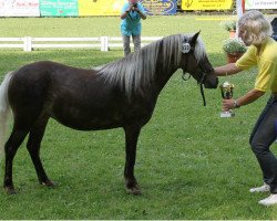 Zuchtstute Best-April von Clus (Deutsches Classic Pony, 2013, von KC Coyne Connection)