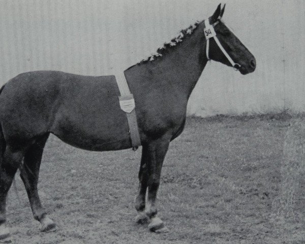 broodmare Ilona V. Altenburg (Heavy Warmblood, 1952, from Achill 1040 (Th 696) OF)