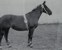 Zuchtstute Ilona V. Altenburg (Schweres Warmblut, 1952, von Achill 1040 (Th 696) OF)