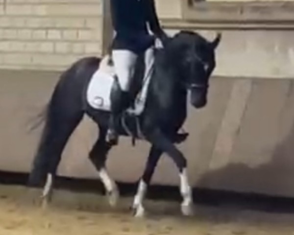 Dressurpferd Dark Hero (Deutsches Reitpony, 2018, von Dark Highlight AT)