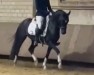 dressage horse Dark Hero (German Riding Pony, 2018, from Dark Highlight AT)