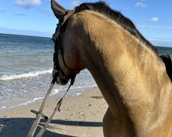 dressage horse Günther go for Hollywood (German Riding Pony, 2020, from Gigabyte)