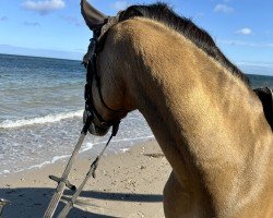 dressage horse Günther go for Hollywood (Deutsches Reitpony, 2020, from Gigabyte)